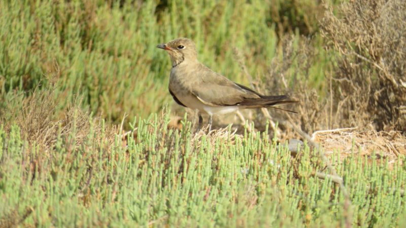 Glaréole à collier au Maroc